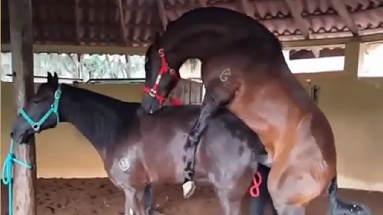 What are they doing 😱😱!! Long time f*** Horse mating