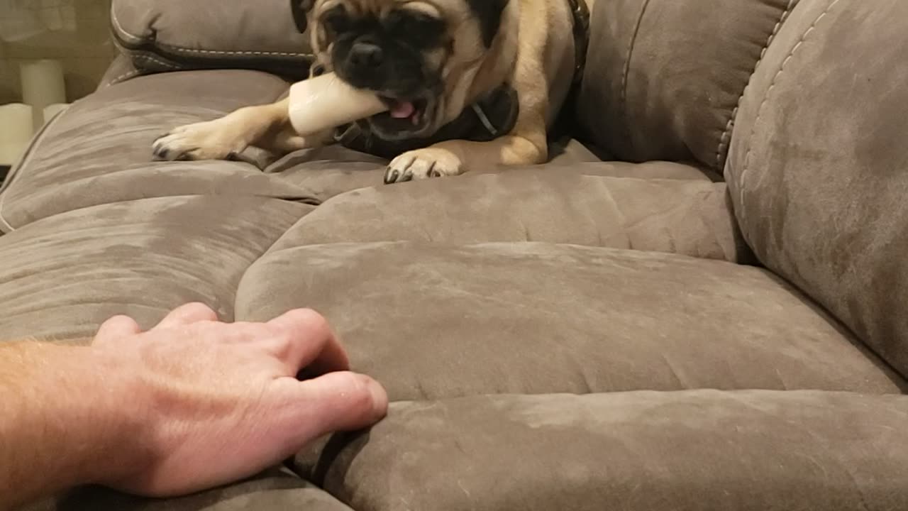 Pugsley is Triggered