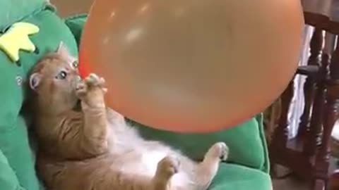 Funny cat video