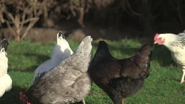 Free-Range Chickens