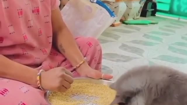 Funny Animals Videos2022Funniest Cats And Dogs Videos