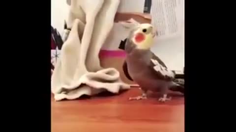 funny bird