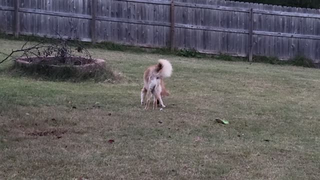 Tatum, anewleash.org, mini Shepard femur rehab pup at play