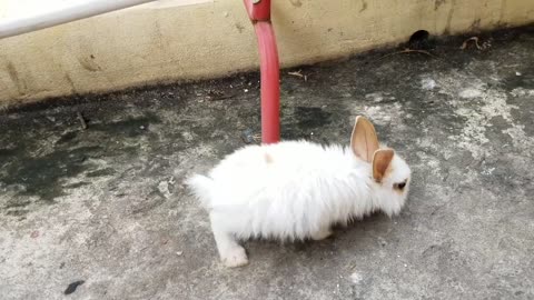 Rabbit Cookies Playing With Dad ep32 __ Happy Because Of The Presence Of Bunny _