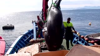 Human sized fish caught off Spanish coast