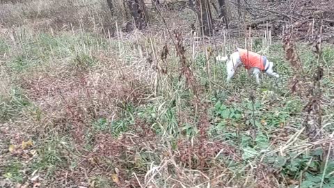 The Tragedy of the Tennis Ball in the Cold Stream