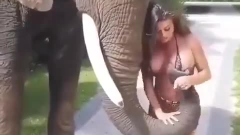 Naughty Elephant