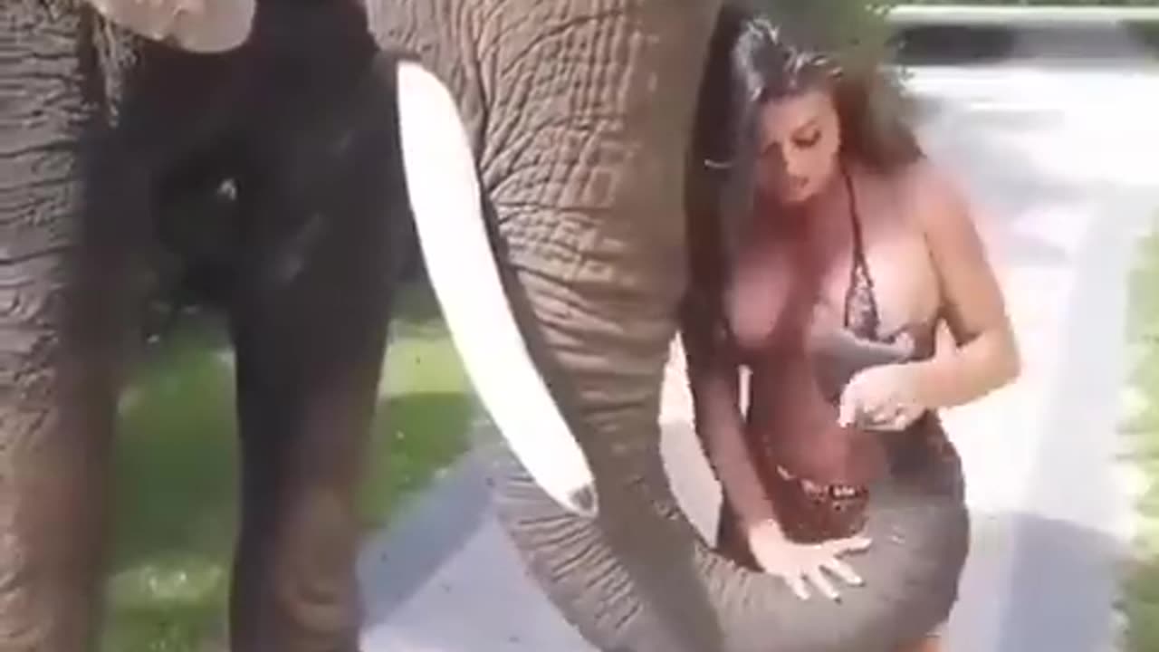 Naughty Elephant