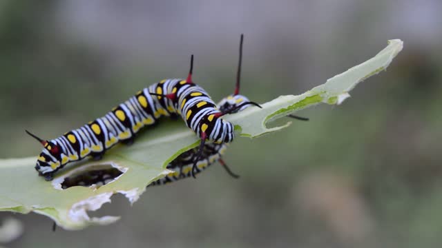 Beautiful insects