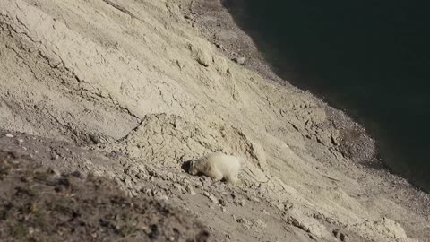 Mountain Goats at Jason National Park Alberta, CA