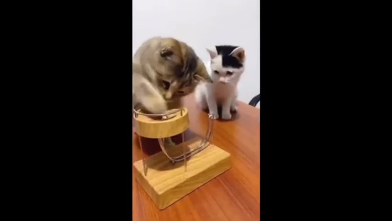 Funny cat and funny dog part 7