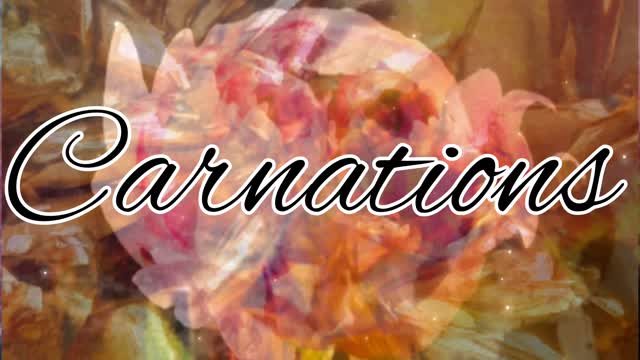 Carnations