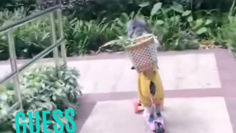 Funny animals🤣