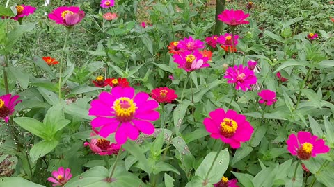 A sight to feast the eyes and calm the mind, Fresh colorful flowers dance in the breeze