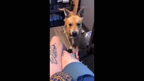 New Funniest dogs 🐶 cats 😺 videos 2023 best funny animals videos 😂😂 part 2