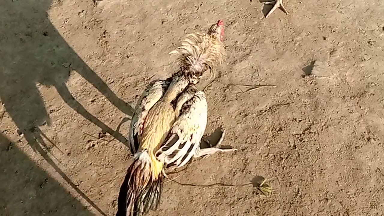 Asell cocker fighting with each other