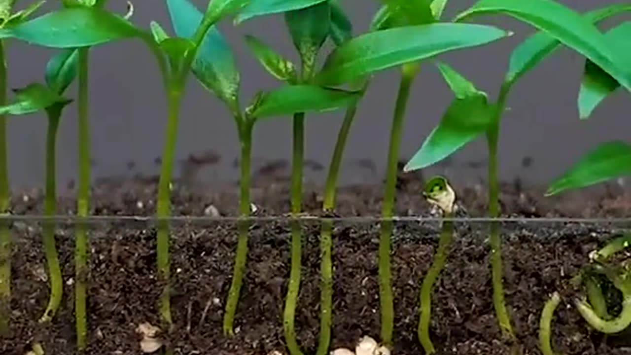 Red chilli plant growing video 😍 | amazing slowmo | epic growing 😍