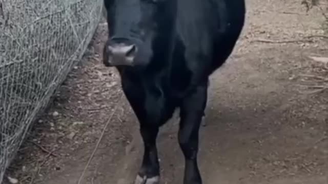 Ha una mucca come animale domestico che tratta come un cane