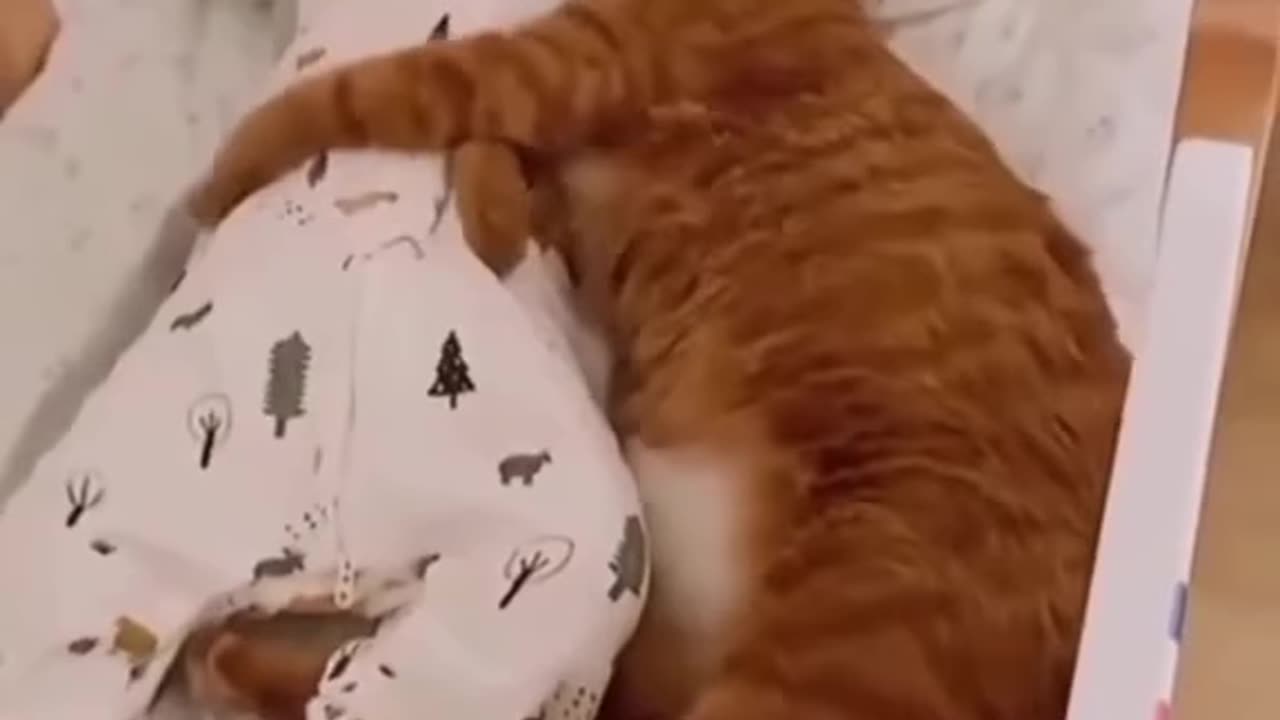 Funny cat compilation