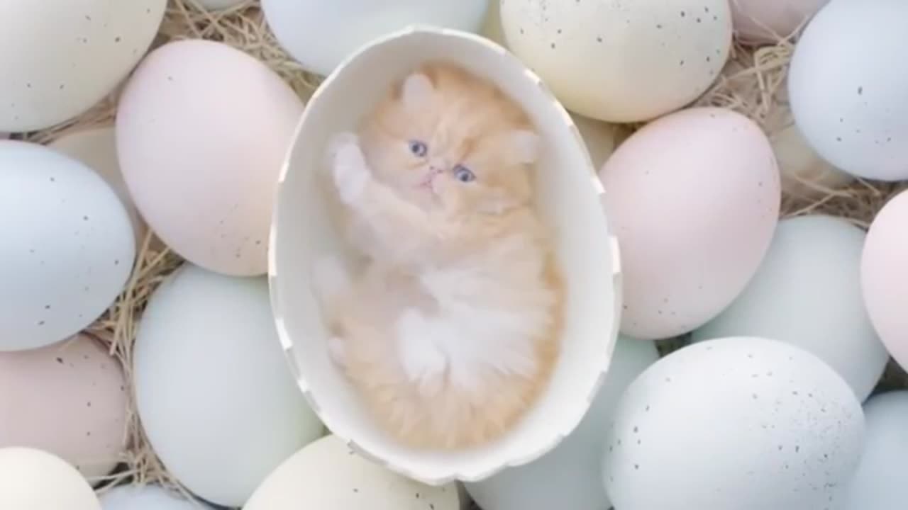 cutest cat video