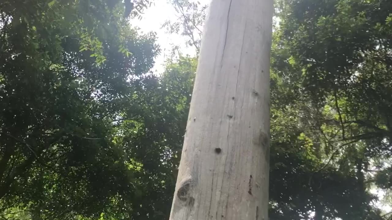 Coffs Harbour. The Vincent tree