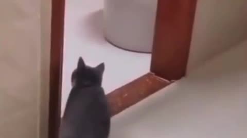 Do the cat dance