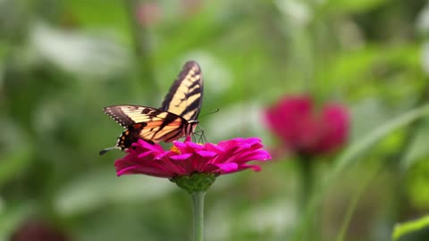 Butterfly in Ziniya flower