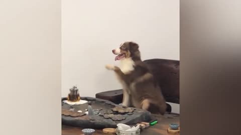 New funny animal video