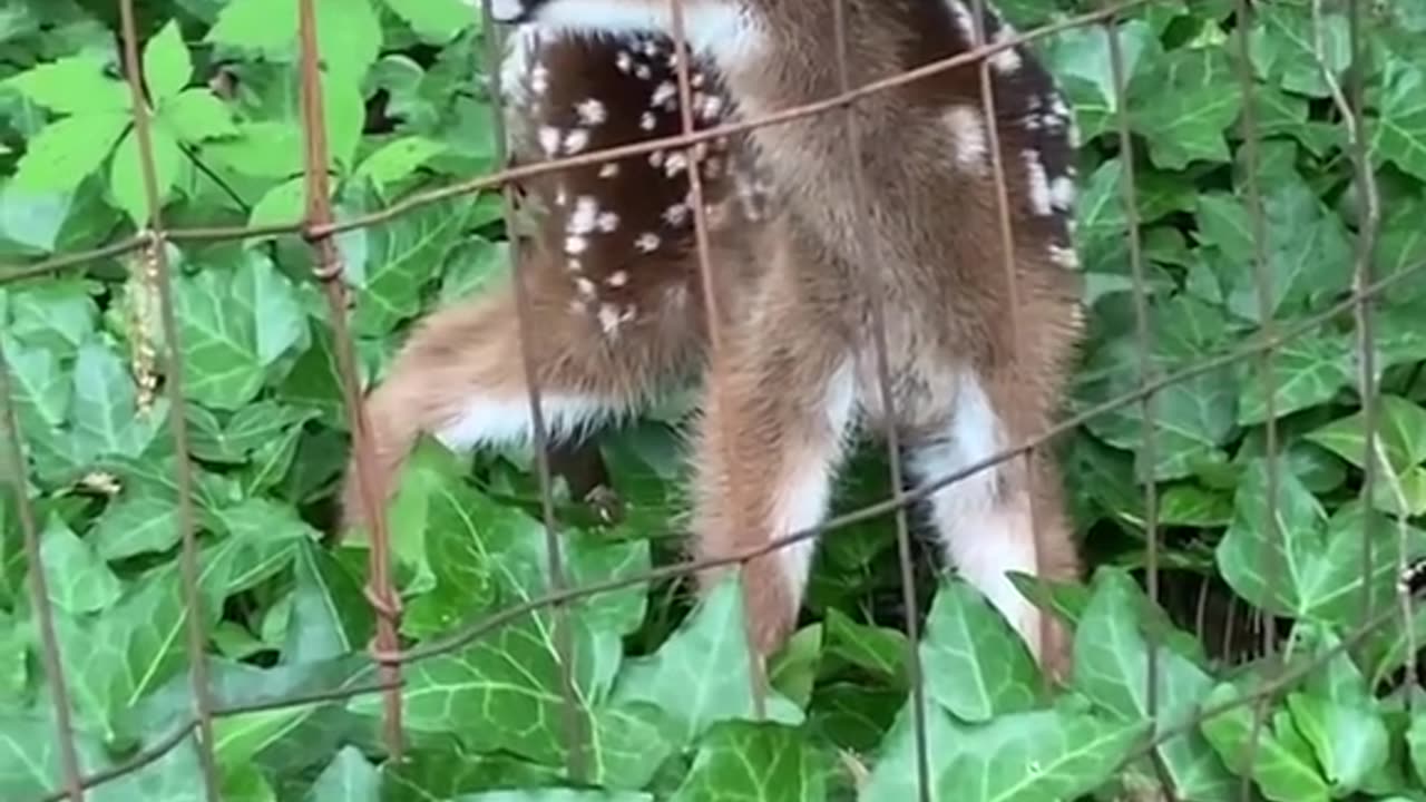 Baby Deer!