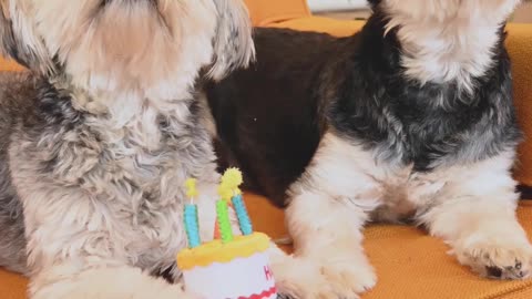 Dogs birthday 🎂