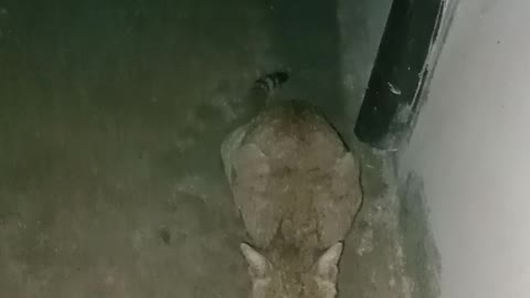 Cat eating Meal || Cute Cat