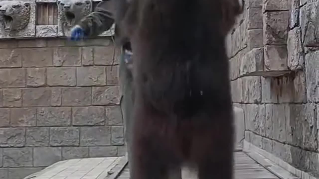 bear jumps rope