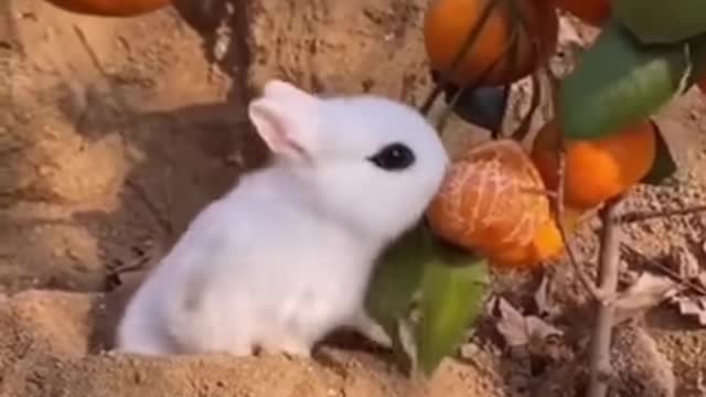 Best Funny Animal Videos of the year (2021), funniest animals ever. relax with cute animals.AWW anim