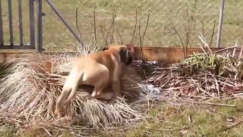 Funny Bullmastiff Dog Video