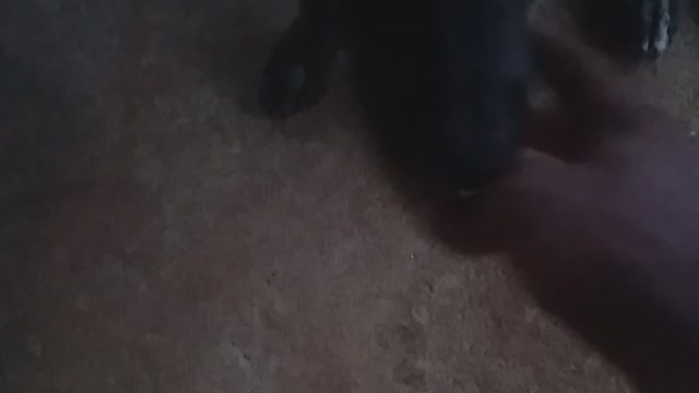Mybelovedpuppy