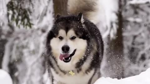 Malamute alaskan.!!