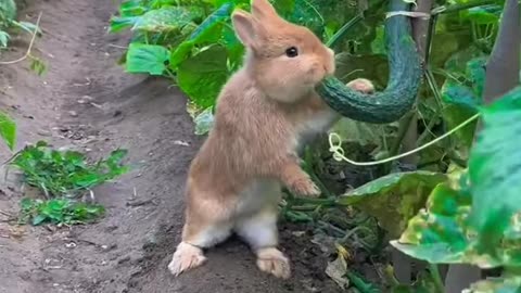 Rabbit eating cucumber