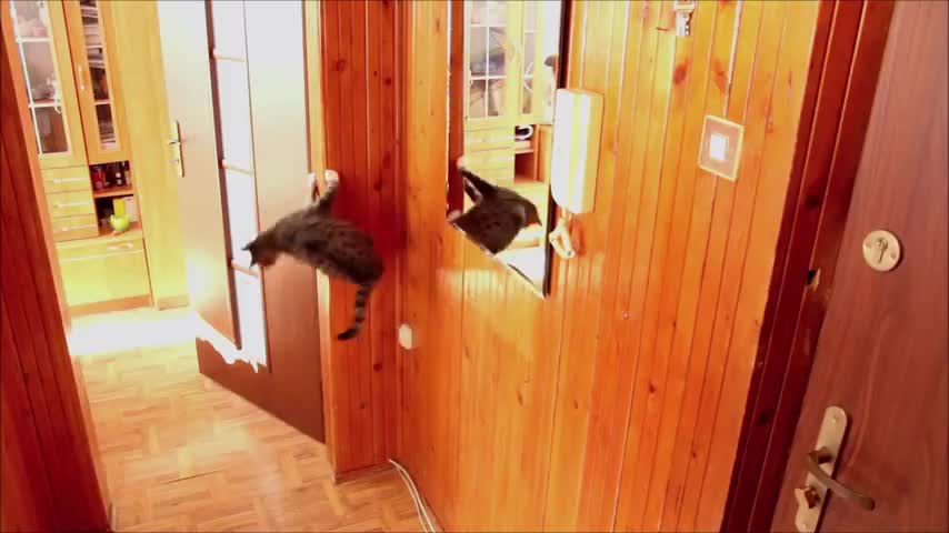 Cat Parkour & Play