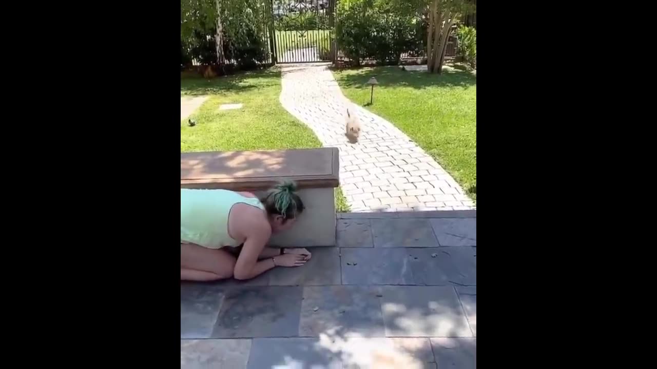 Dogs reaction to cutting a dog shaped cake