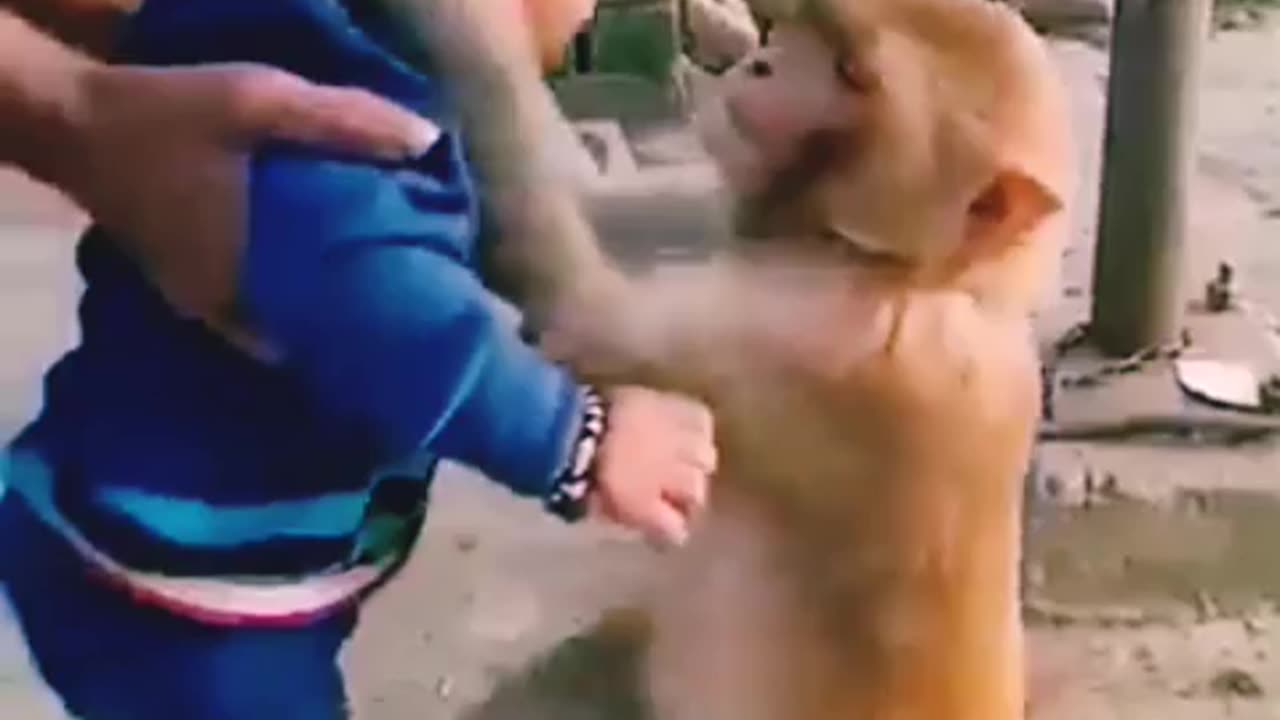 Monkey loves baby