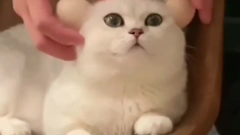 Funny Animals Videos2022 🤣🐶 😻-Funniest Cats And Dogs Video