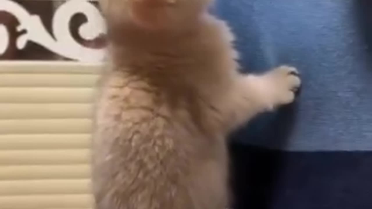 Funny cat