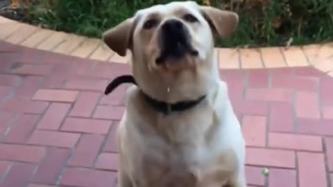 Again.😹😹😹#dogsoftiktok #funnyvideo #throwthefood #fyp