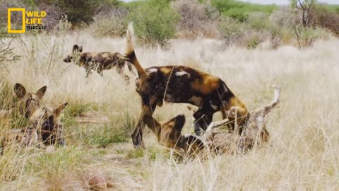 Predators Attack - हिन्दी डॉक्यूमेंट्री _ Wildlife documentary in Hindi