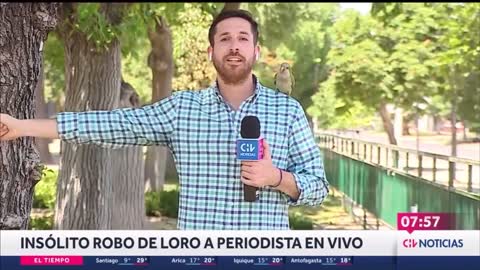 Papagaio rouba, ao vivo, fone de ouvido de repórter de TV no Chile