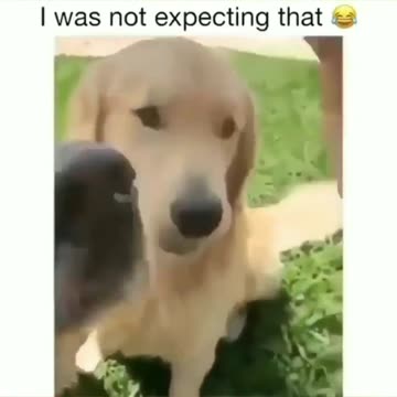Dogs funny videos 😂😂