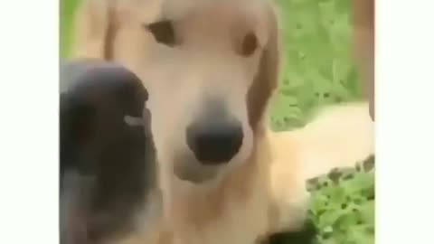 Dogs funny videos 😂😂