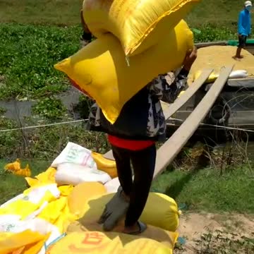 young people carry rice 1 time 3 bags