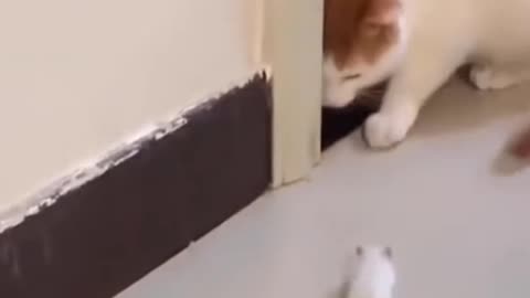 Cats funny short video