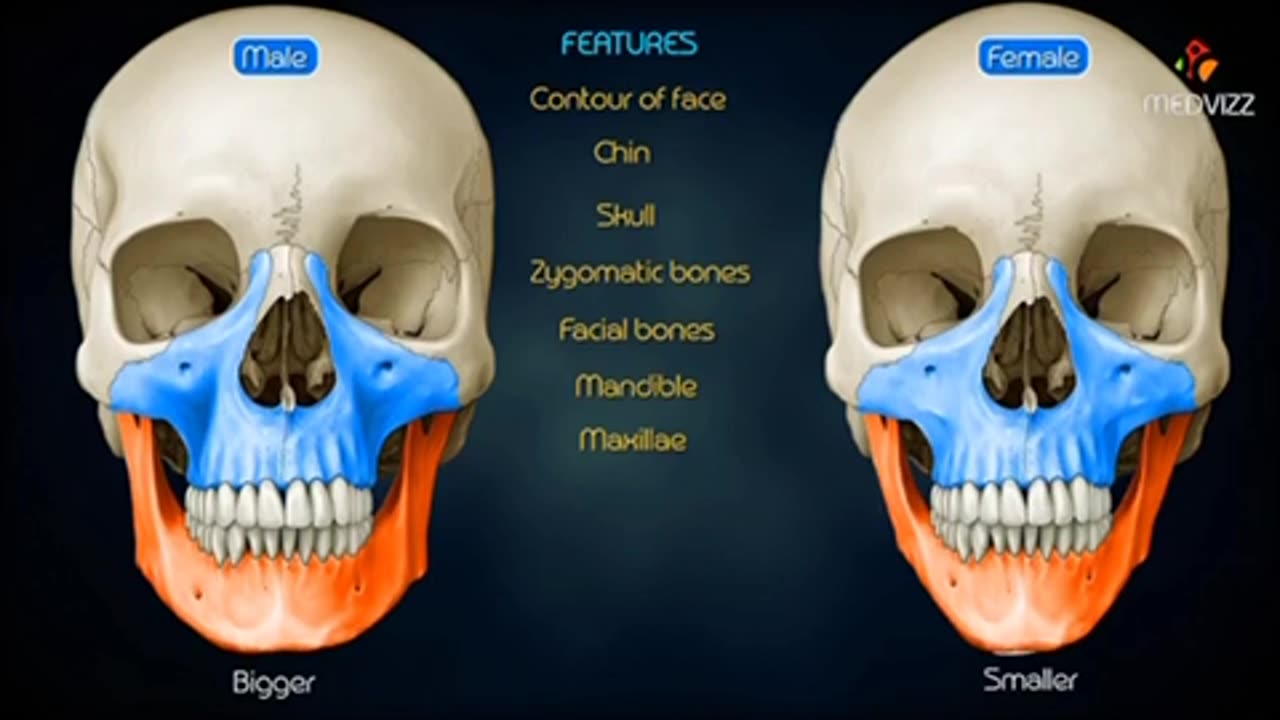 VERY INTERESTING π€ SEX DIFFERENCE πIN THE SKULL π IN MEN π FEMALES